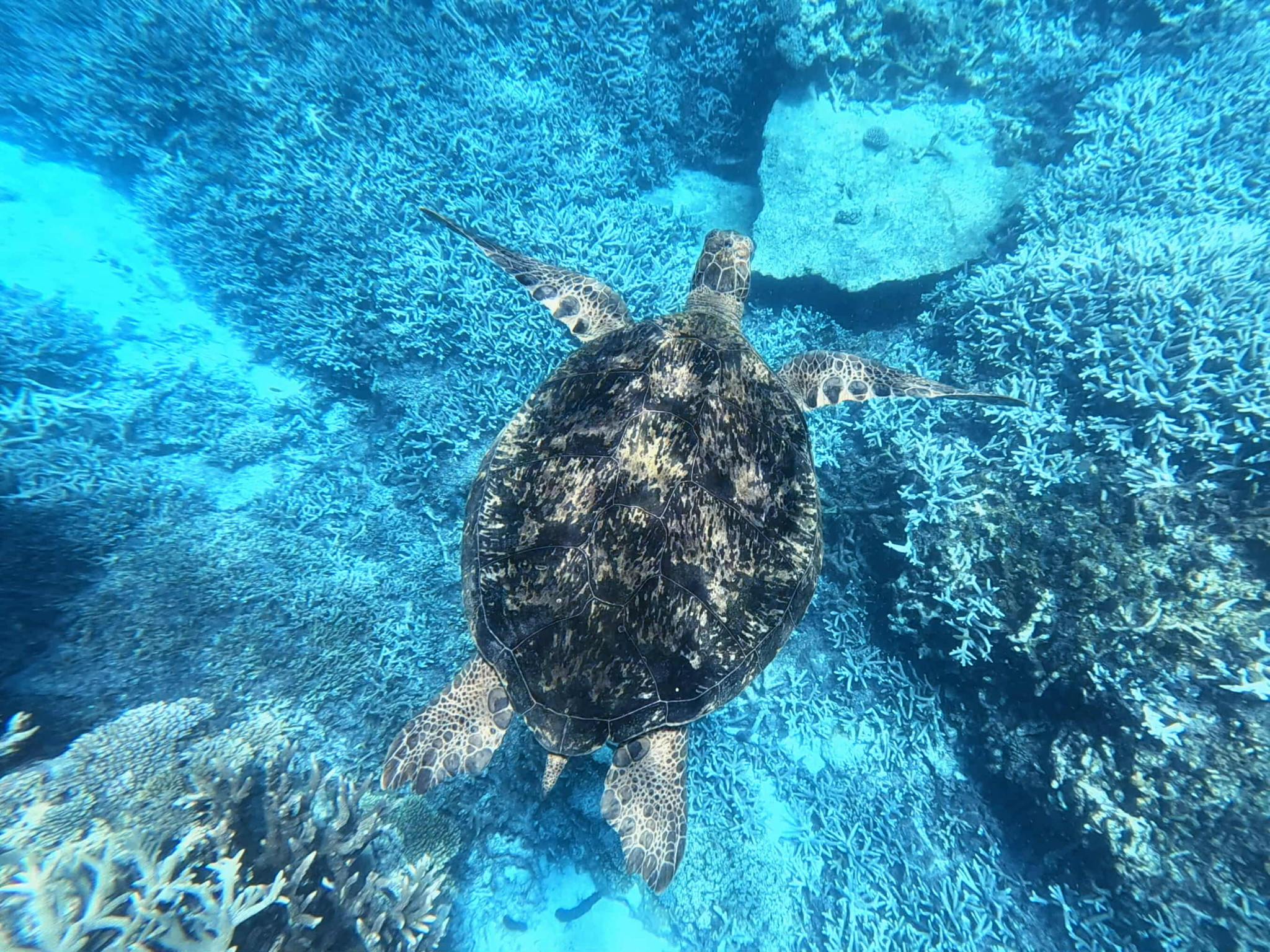 Lady Elliot Island – A Hidden Sanctuary of Nature and Serenity