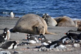 Jb Antarctica 3